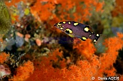 Bodianus mesothorax juv Moga Island Pak Kasim-23m-20180530-Denis-ADER-DSC_2314_tn